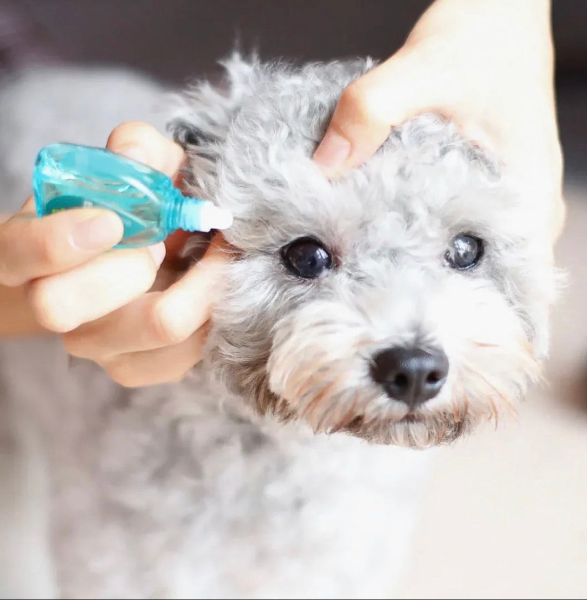 【Aphro Paws】 健康心臟補充滴劑 |肝臟排毒補充滴劑 |寵物天然眼藥水   【7/26 截單，預計 :8月中至8月尾發貨】